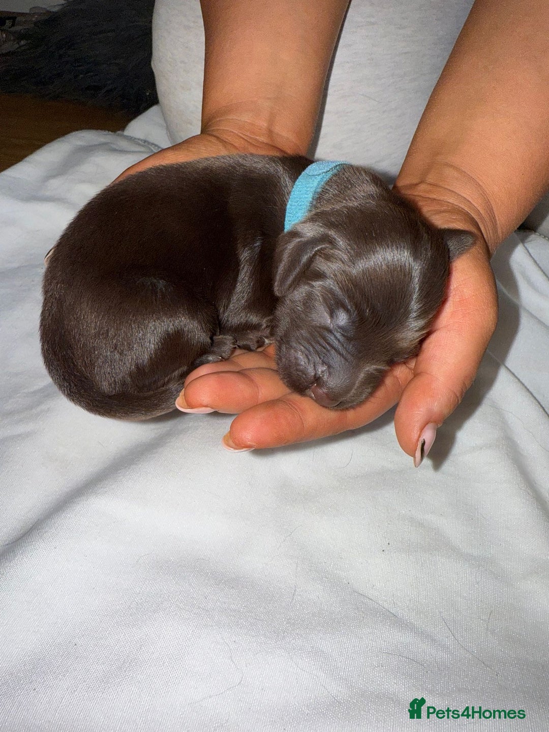 Flat coated Retriever dogs for sale: Flat coat Retriever Puppies for sale - Image 16