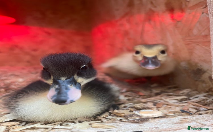 Ducks poultry Indian runner ducklings - Advert 4