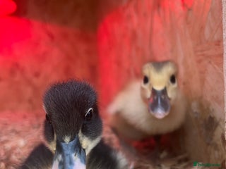 Ducks poultry Indian runner ducklings - Advert 5