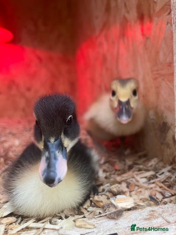 Ducks poultry Indian runner ducklings - Advert 4
