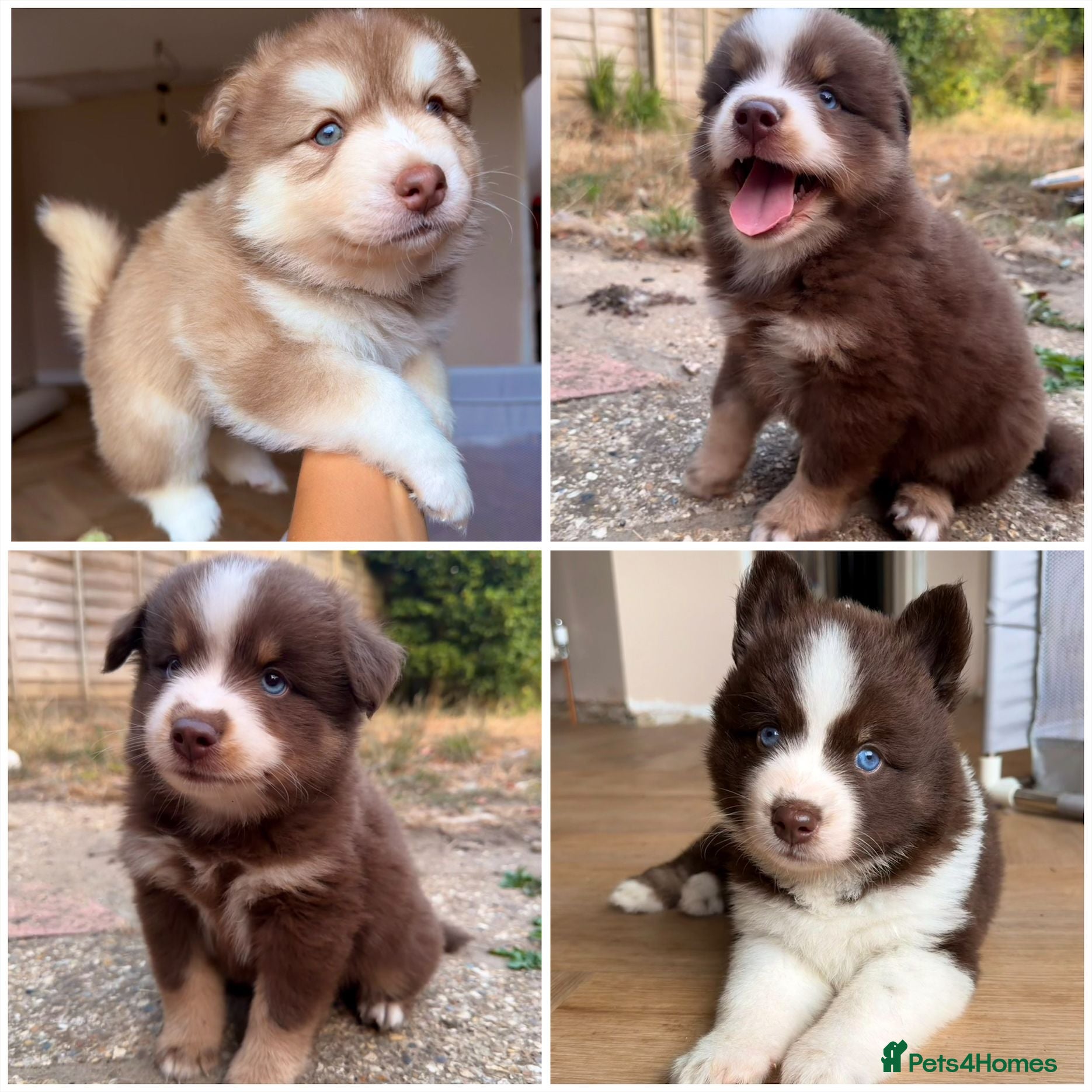 Pomsky dogs *Ready 1 week* 🇺🇸 Lines Rare Chocolate F3s  - Advert 2