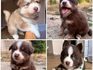Pomsky dogs *Ready 1 week* 🇺🇸 Lines Rare Chocolate F3s - Advert 2