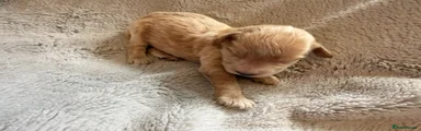 Chewie