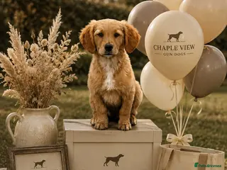 Golden Retriever dogs KC HEREDITARY CLEAR GOLDEN RETRIEVER PUPPIES - Advert 1