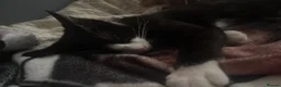 Domestic Shorthair cats for sale: Twin kittens in Sittingbourne - Advert 4
