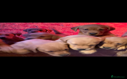 Cockerdor dogs for sale: Fox red cockador  - Image 6