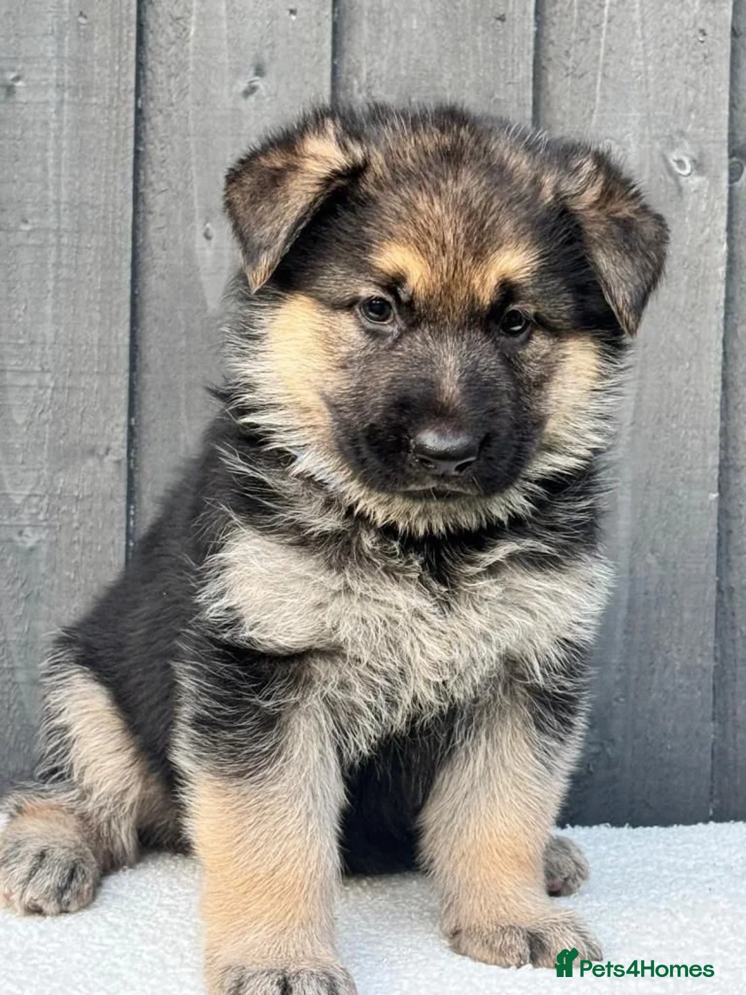German Shepherd dogs for sale: German shepherd puppies in Peterborough - Advert 3