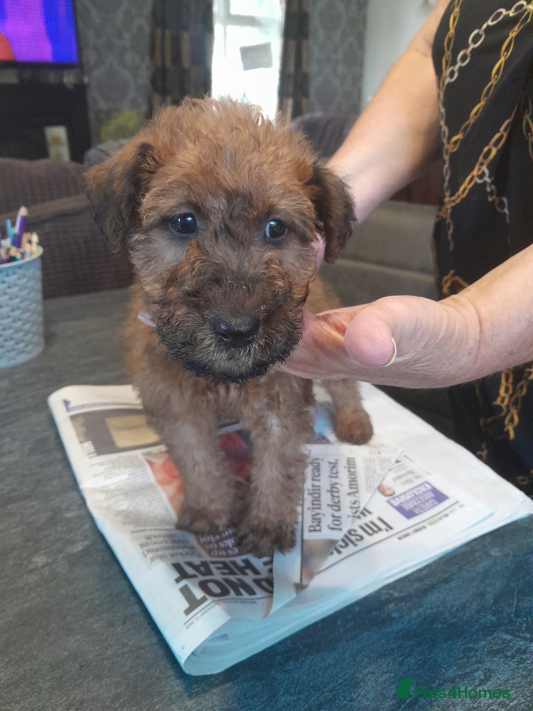 Irish Terrier dogs for sale:  irish terrier puppies based in Hampshire. - Image 4