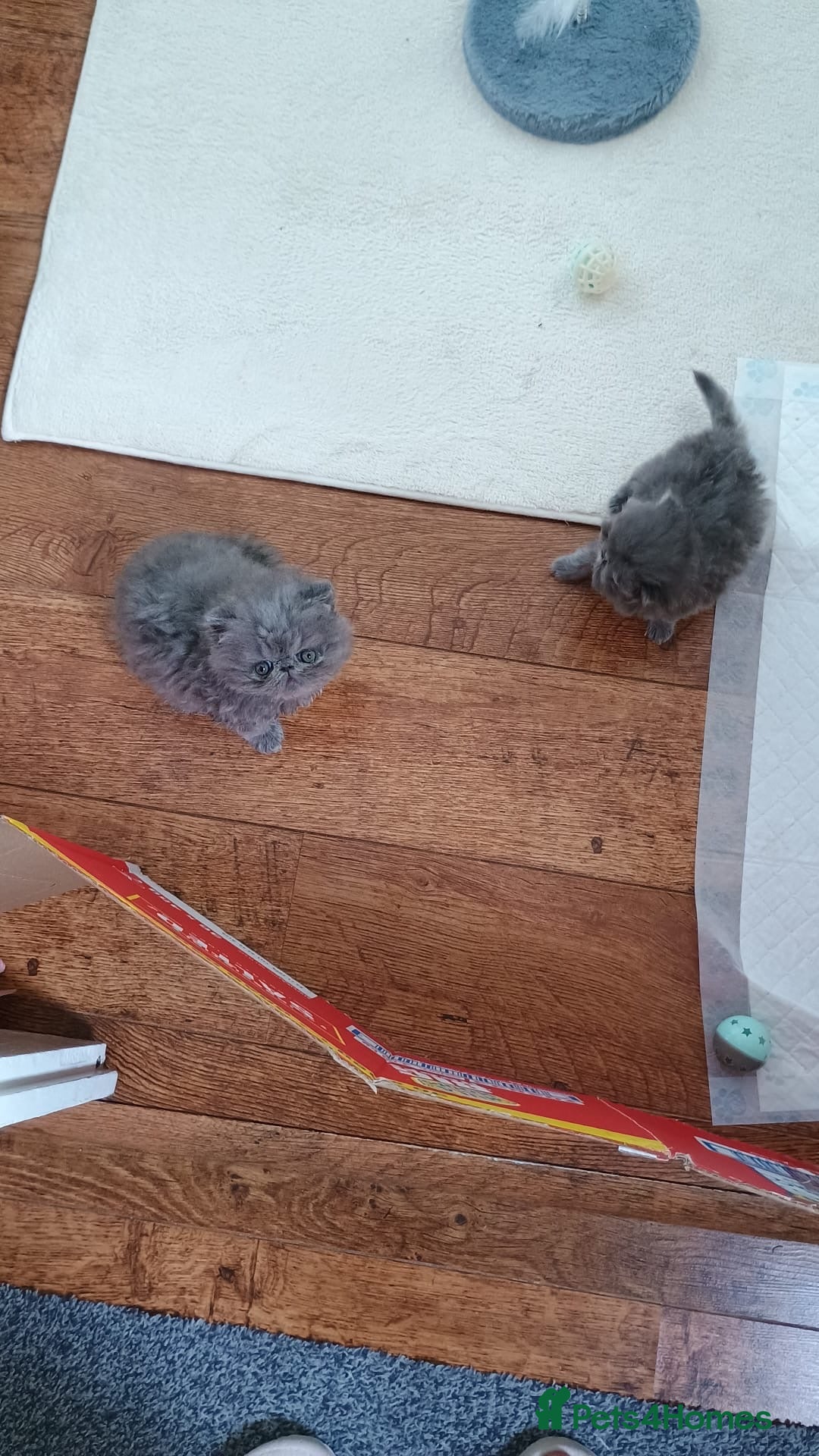 Persian cats for sale: Pure Bred Persian Babies GCCF Registered Breeder - Image 13