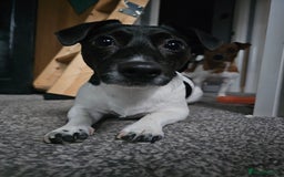 Jack Russell dogs for stud: JRT for mating  - Image 2