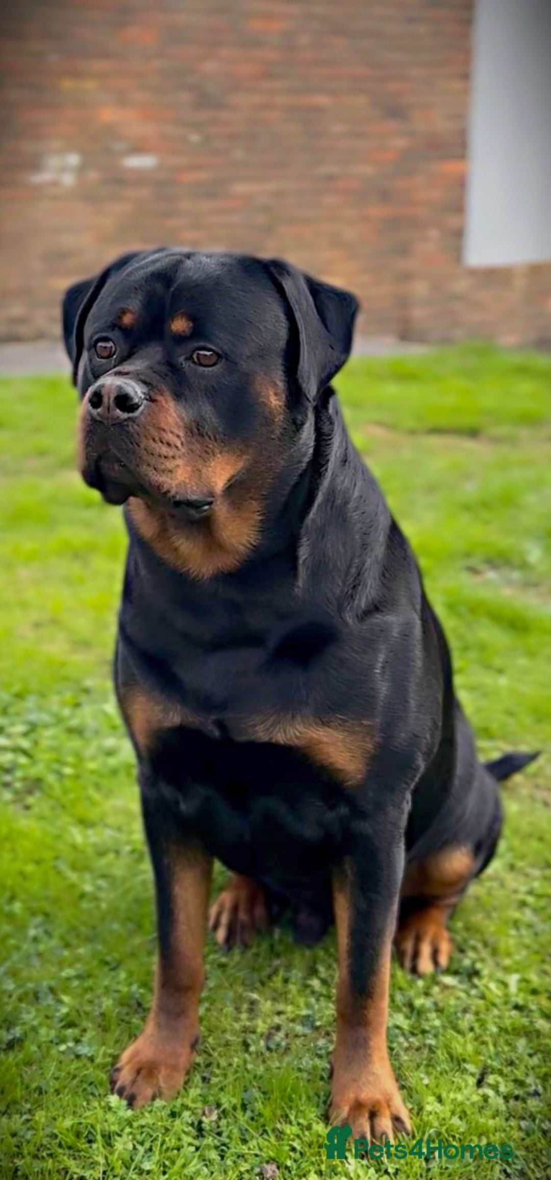 Rottweiler dogs for stud: 100% German Rottweiler - Advert 4