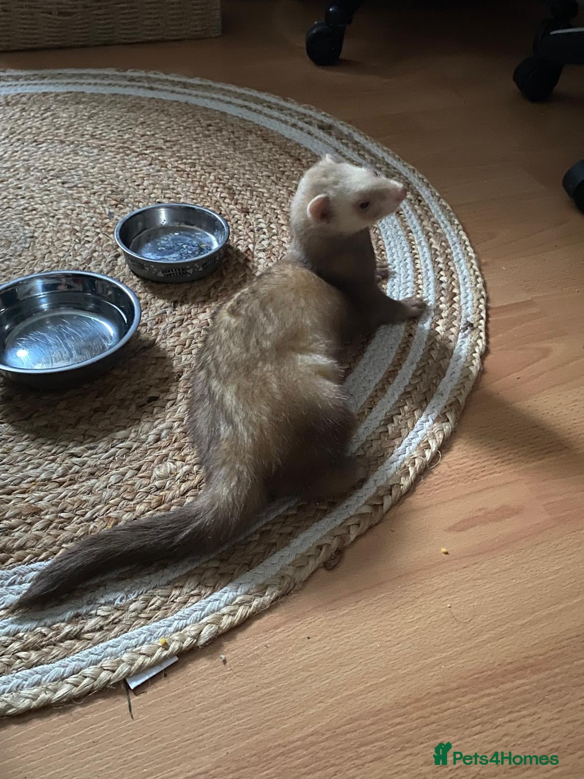 Ferret rodents Male ferret for sale  - Advert 1