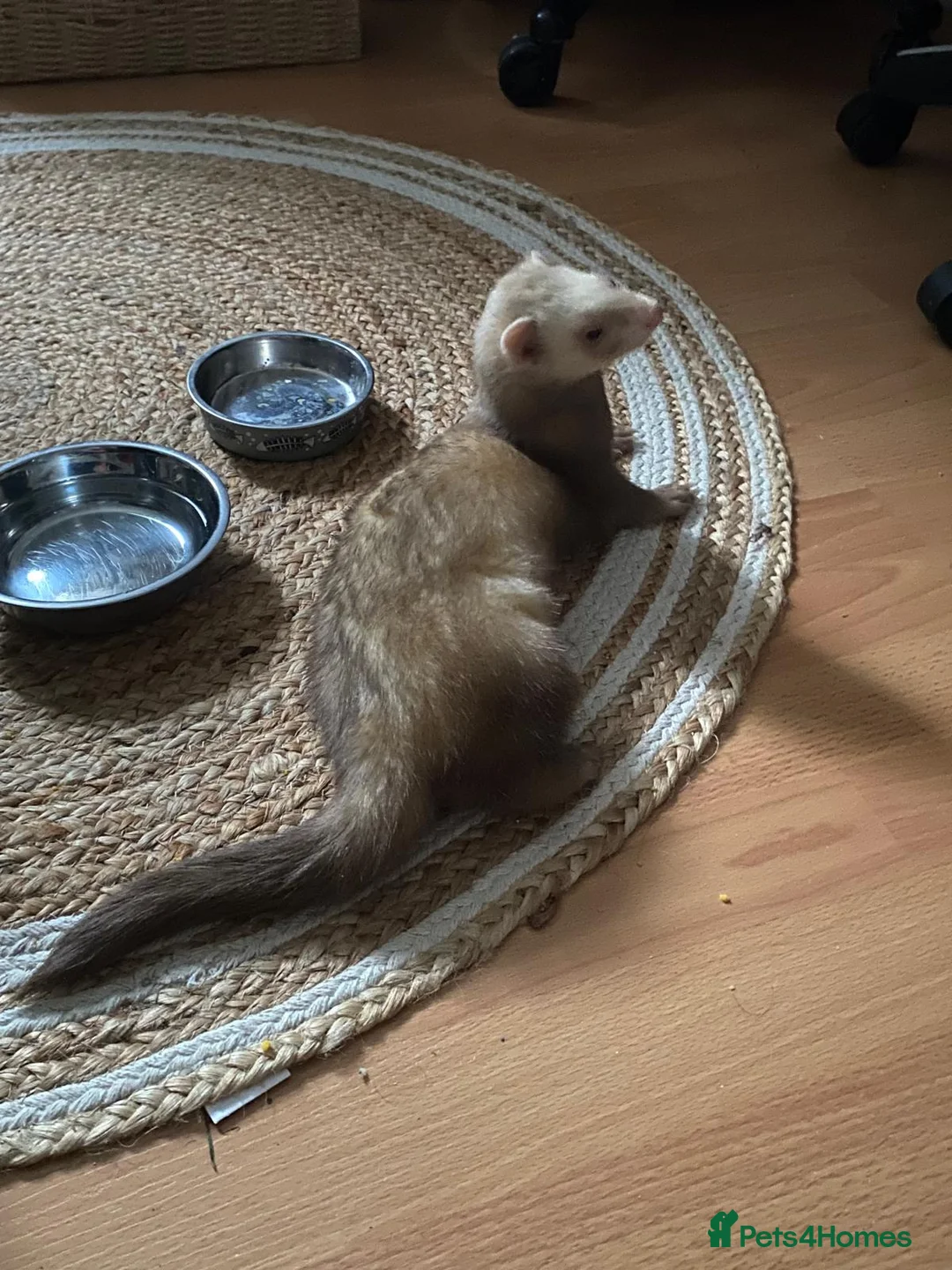 Ferret rodents for sale: Male ferret for sale  - Advert 1