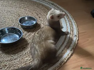 Ferret rodents Male ferret for sale - Advert 1
