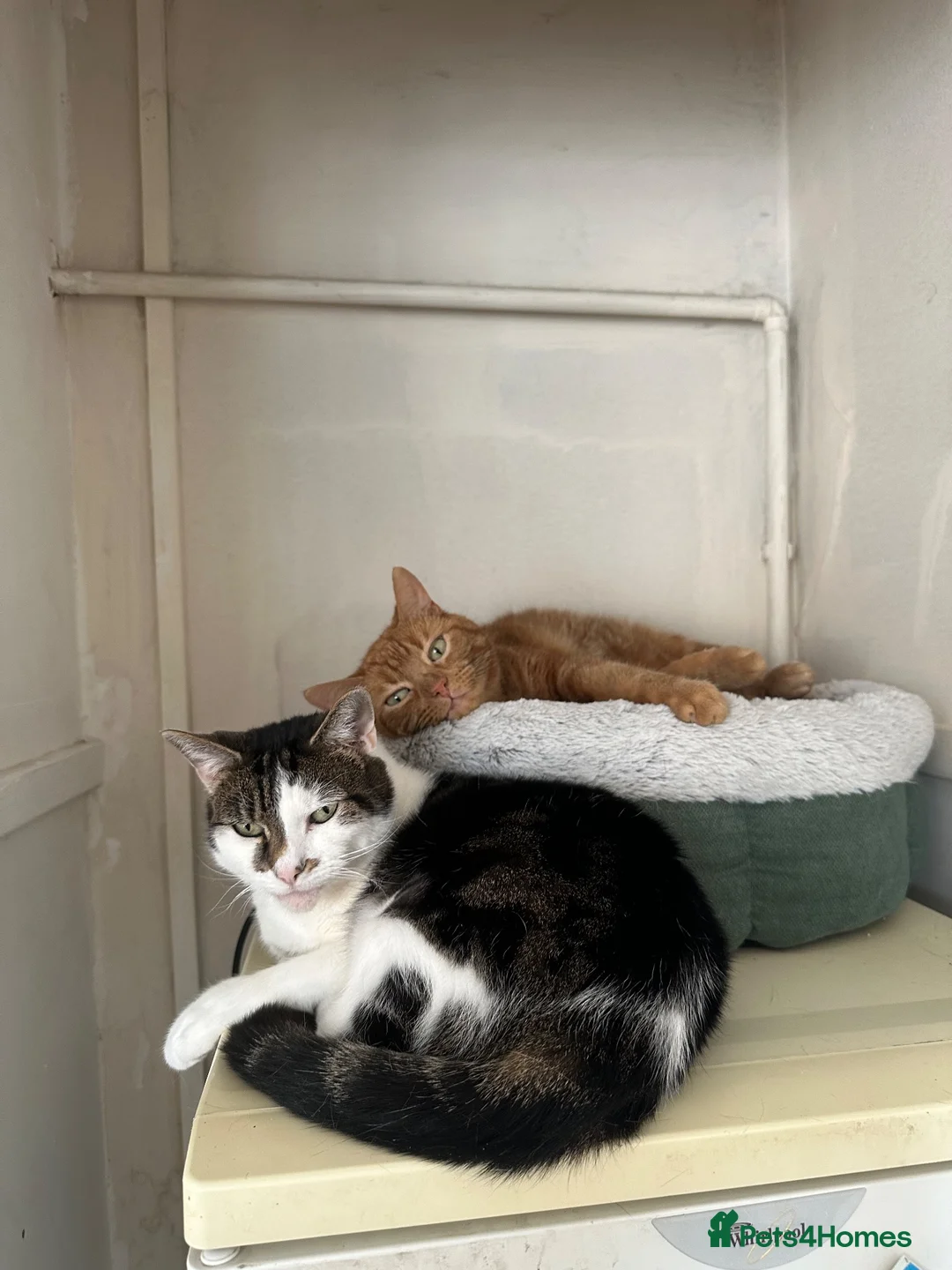 Mixed Breed cats for sale: Minnie and Simba  in Chesterfield - Advert 2