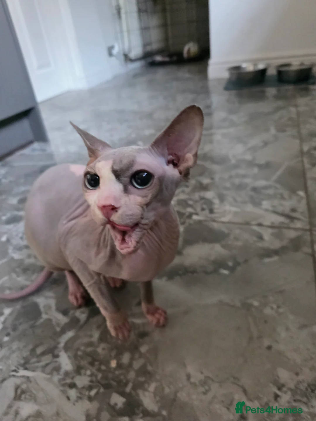 Sphynx cats for sale: Female sphynx for rehoming - Advert 4