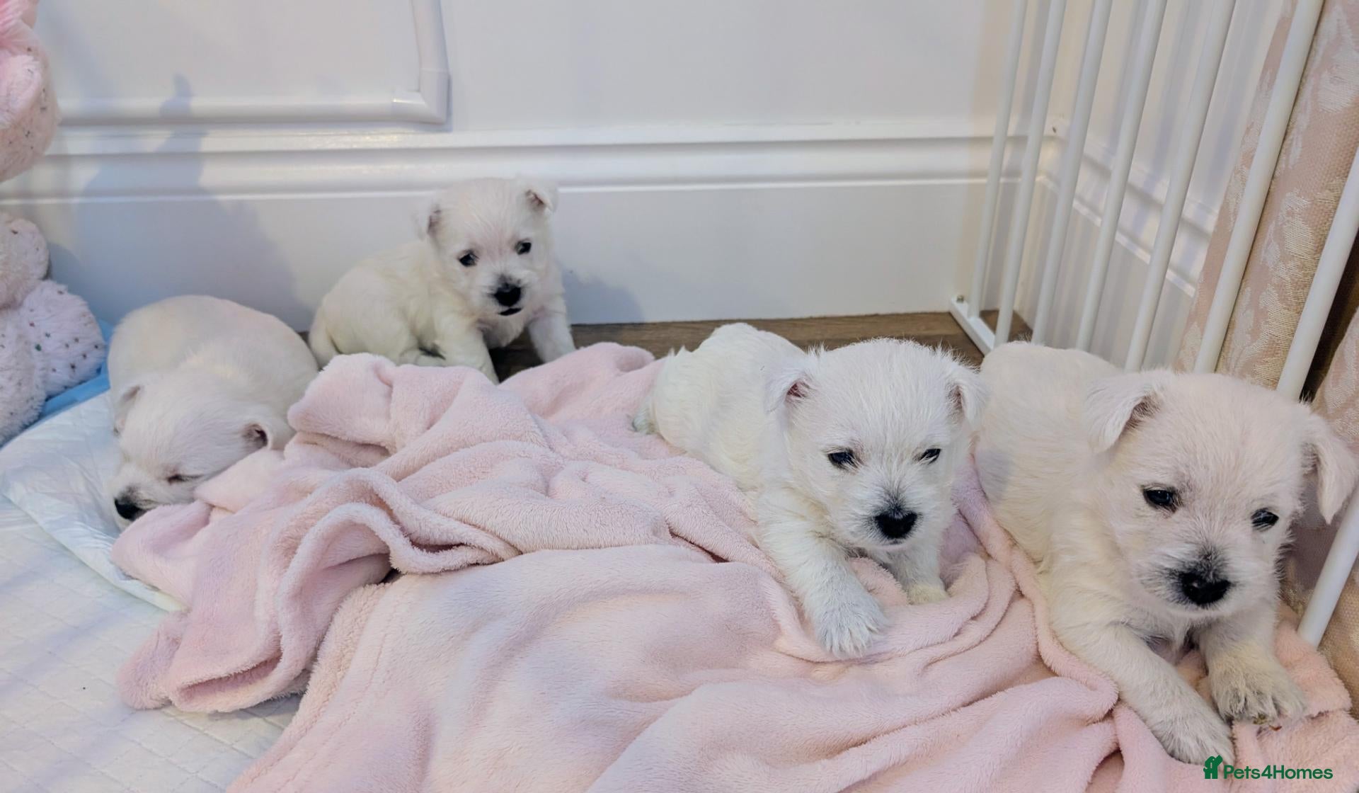 West Highland Terrier dogs Lovely KC register puppies  - Advert 16