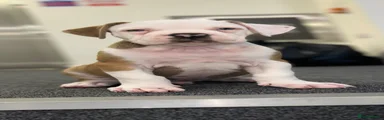 Alapaha Blue Blood Bulldog 2