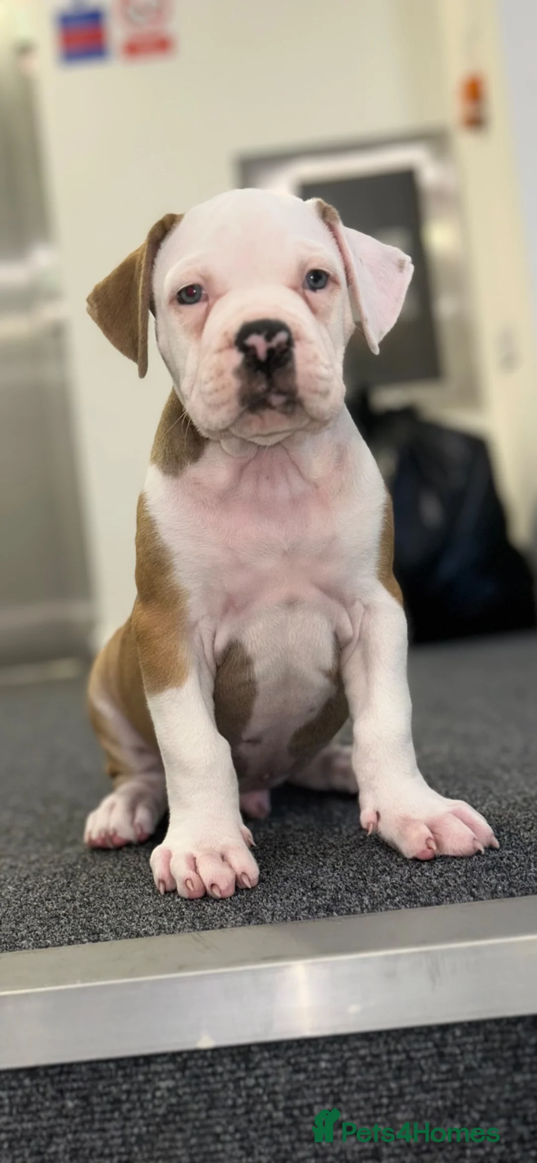 Alapaha Blue Blood Bulldog dogs for sale: Alapahabluebloodbulldog  in Gloucester - Advert 2