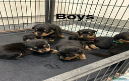 Rottweiler dogs for sale: Rottweiler puppies For sale  - Image 15
