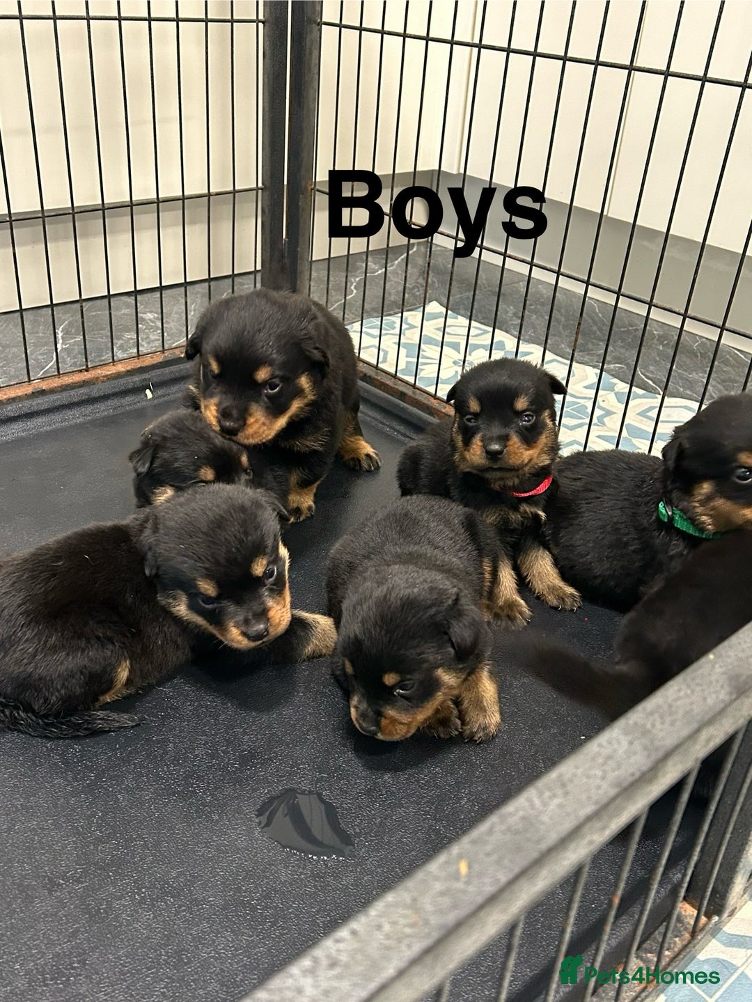 Rottweiler dogs for sale: Rottweiler puppies For sale  - Image 15
