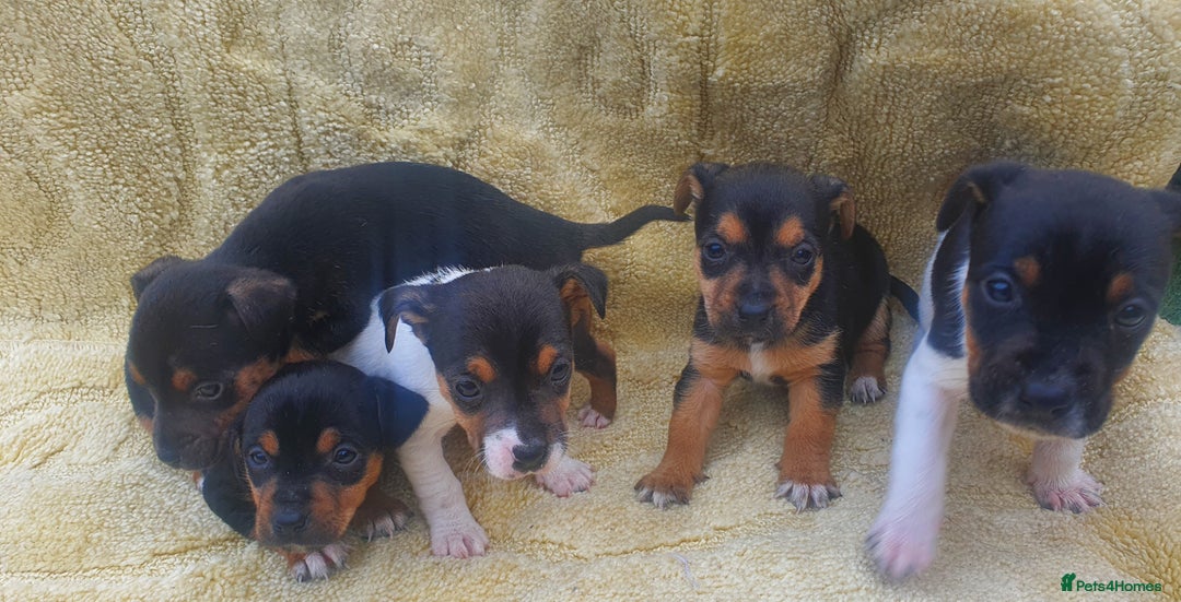Jack Russell dogs for sale: Jack russell puppies - Image 12