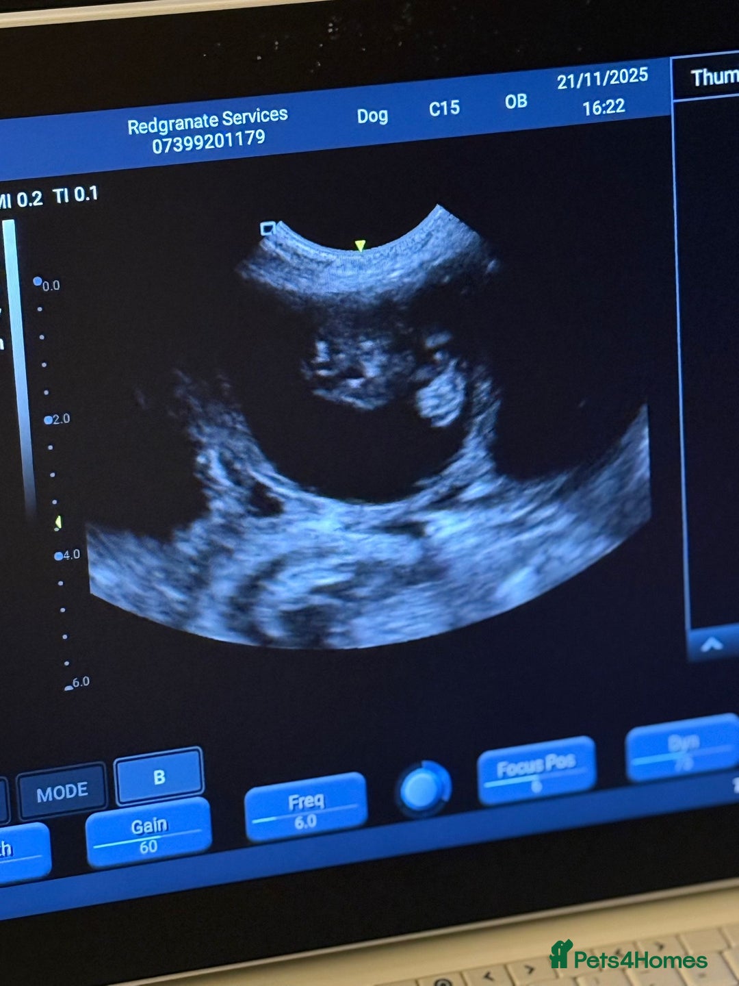 Golden Retriever dogs for sale: KC FULLY TESTED PUPPIES DUE - Advert 3