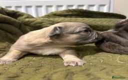 French Bulldog dogs for sale: 4 French bulldogs 2 fluffy - Image 9