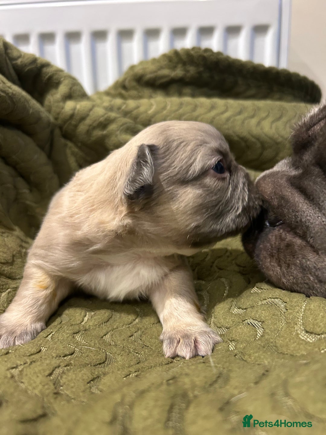 French Bulldog dogs for sale: 4 French bulldogs 2 fluffy - Image 9