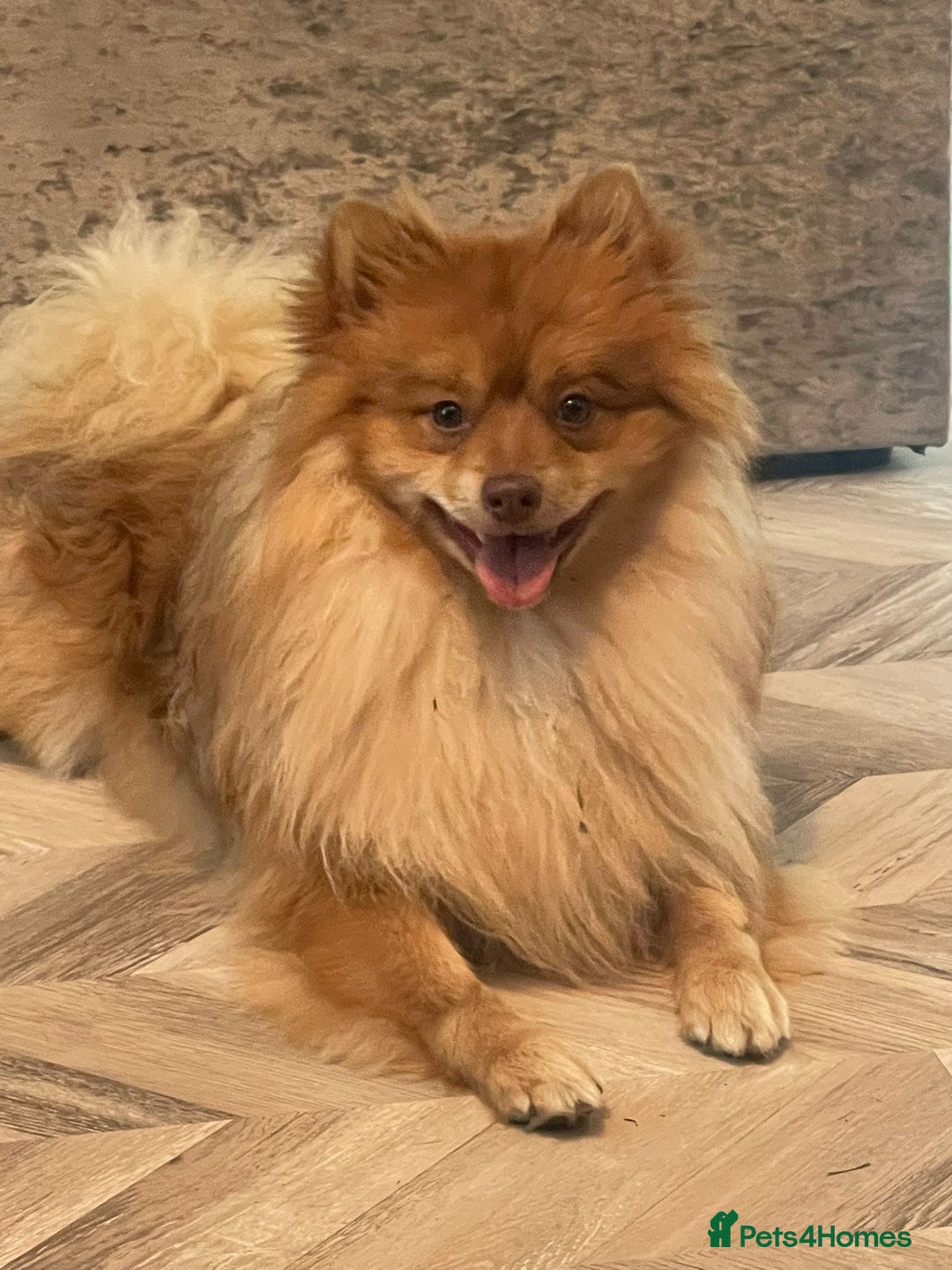 Mixed Breed dogs for sale: French Pom - Image 9
