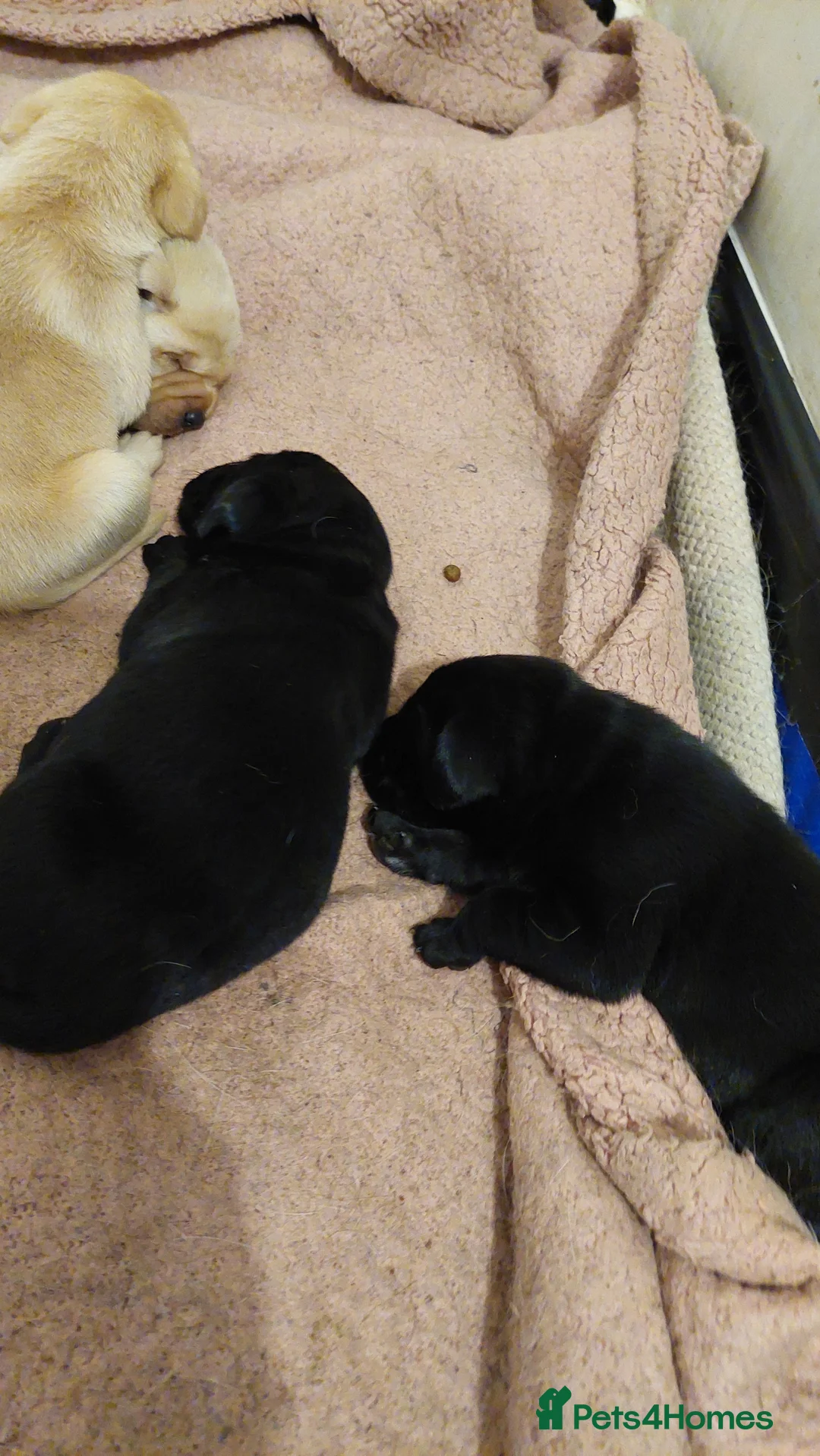 Labrador Retriever dogs for sale: Pedigree labrador puppies for sale  - Advert 10