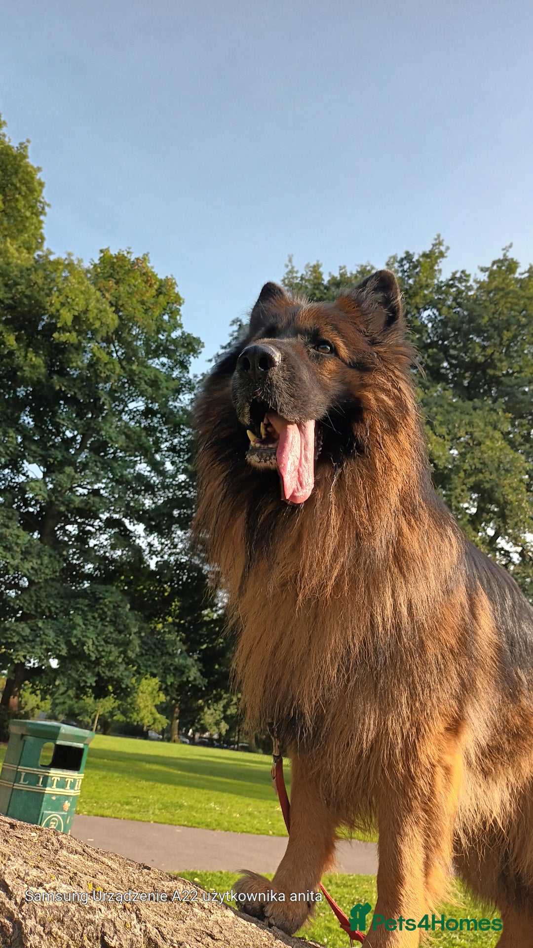 German Shepherd dogs for stud: Best blood stud - Image 8