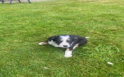 Border Collie dogs for sale: 6 border collie puppies  - Image 8
