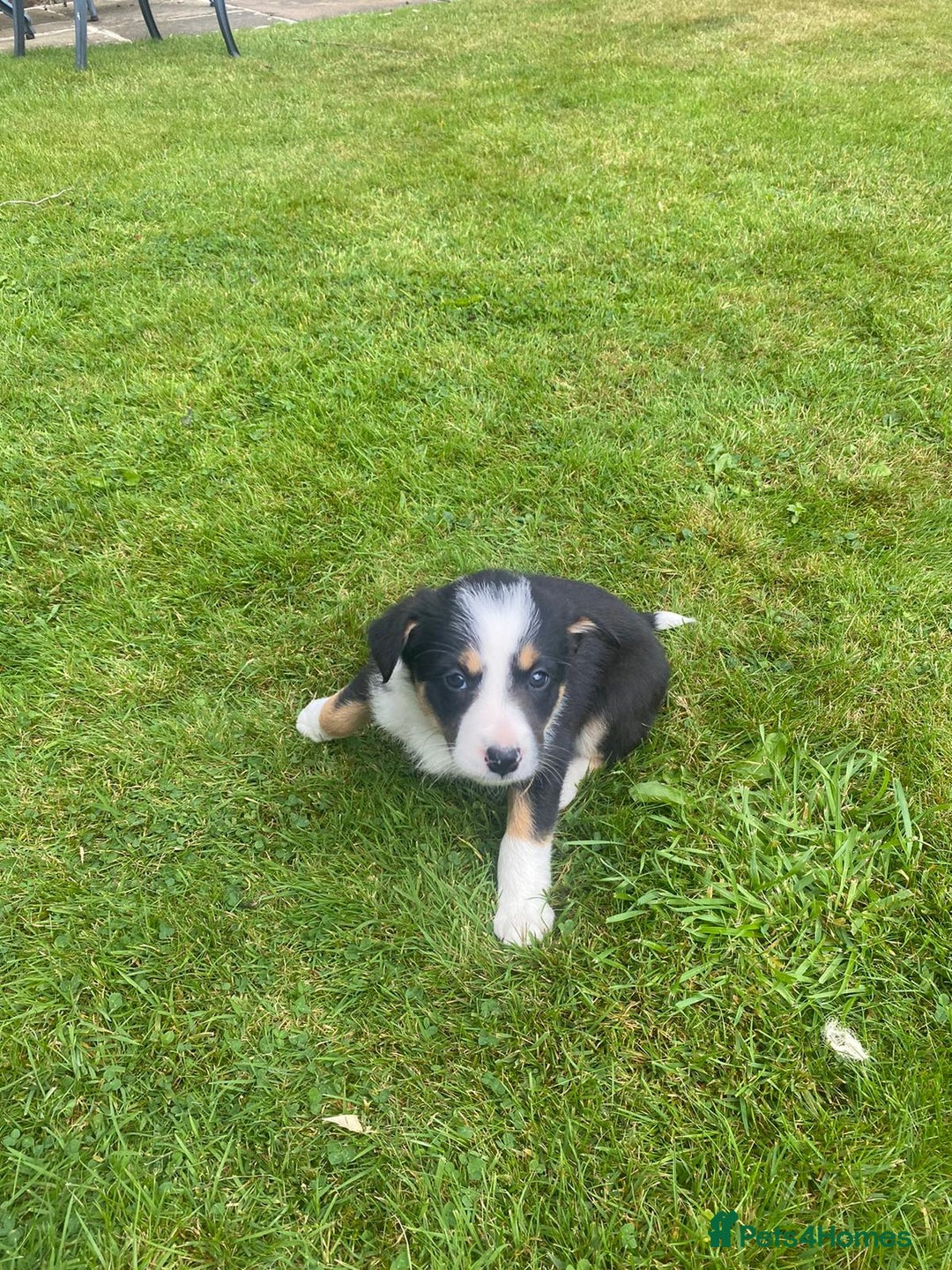 Border Collie dogs for sale: 6 border collie puppies  - Image 8