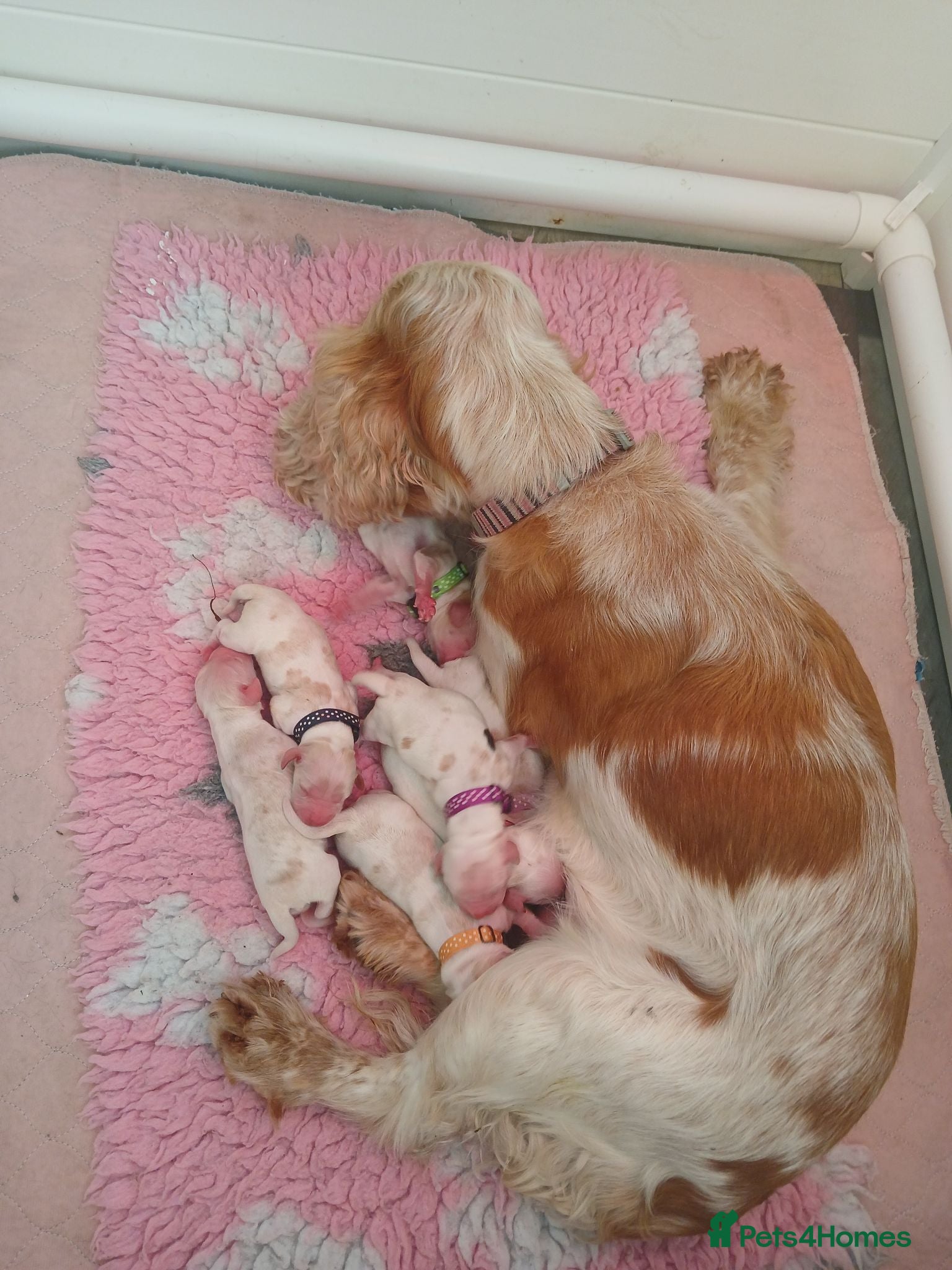 Cocker Spaniel dogs KC REG SHOW TYPE COCKER SPANIELS. - Advert 1