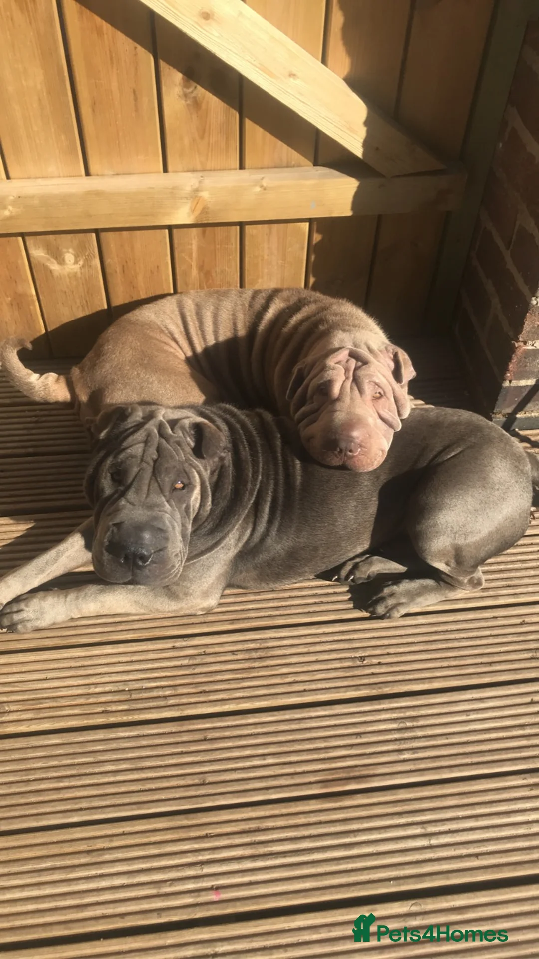 Shar Pei dogs for stud: Big boy Bleu in Sheffield - Advert 16