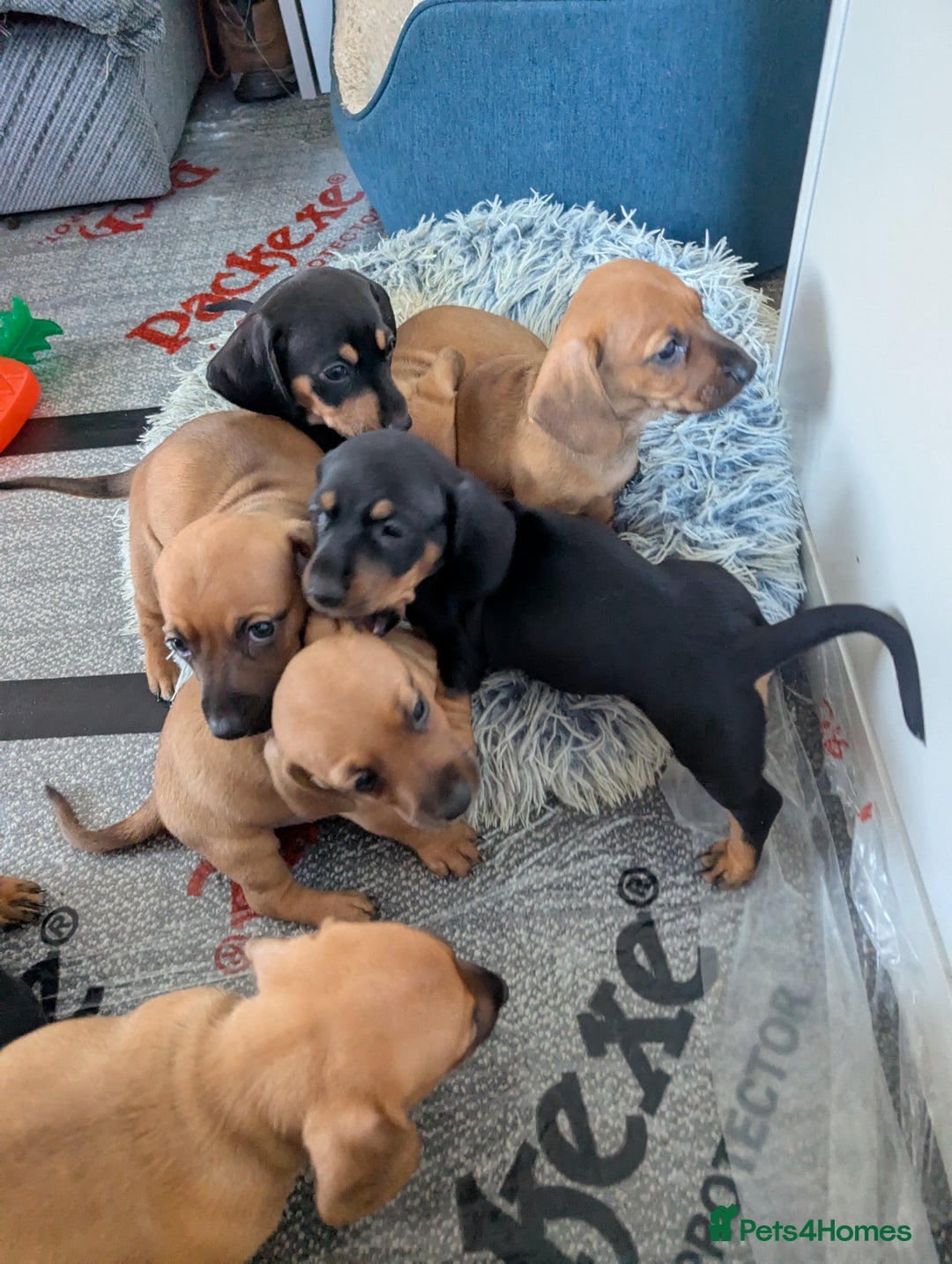 Dachshund dogs for sale: 5 week Old Dachshunds - Image 9