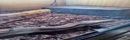 Boa Snake reptiles for sale: Boa Constrictor  in Ashington - Advert 3