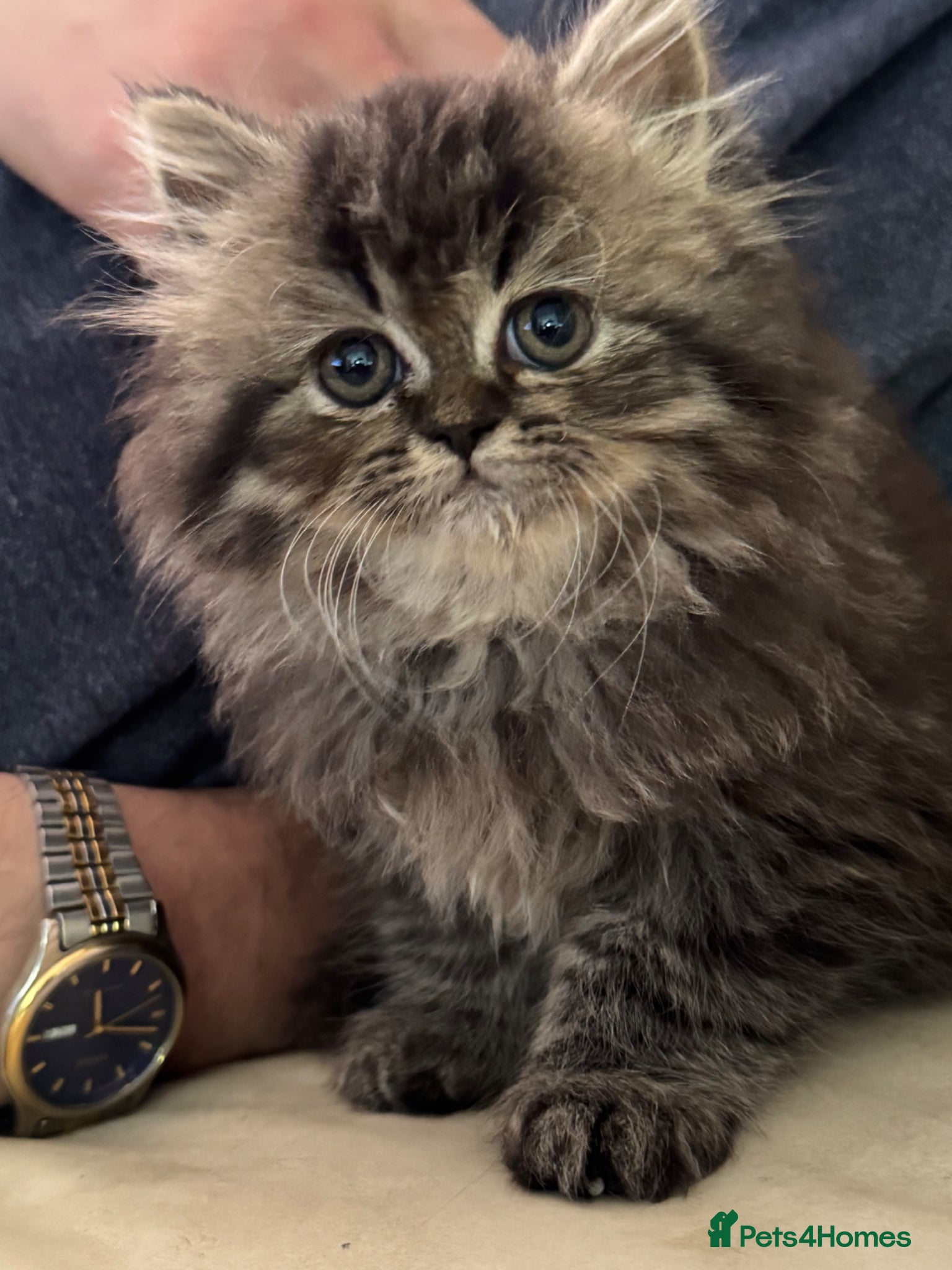 Persian cats Persian chinchilla  - Advert 16