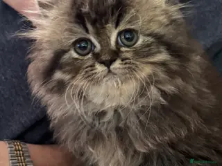 Persian cats Persian chinchilla - Advert 18