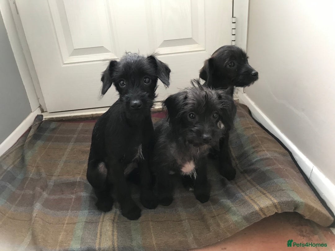 Mixed Breed dogs for sale: Bedlington whippet Italian grayhound x  - Advert 19