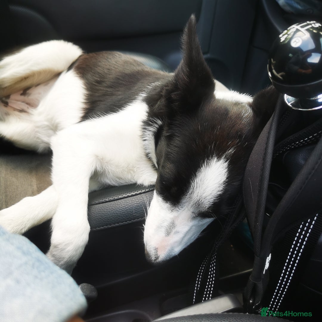 Border Collie dogs for sale: 6month Border Collie needs training  - Image 5