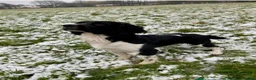 Springador dogs for sale: Springador X English springer spaniel pups - Advert 12