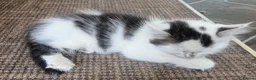 Mixed Breed cats for sale: 6 kittens for sale  - Advert 23