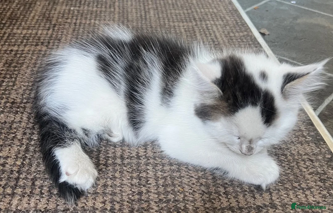 Mixed Breed cats for sale: 6 kittens for sale  - Advert 23