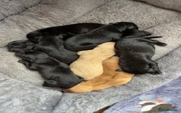 Labrador Retriever dogs for sale: Beautiful Labrador puppies - Image 2
