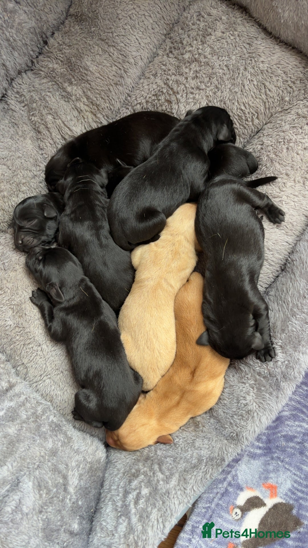 Labrador Retriever dogs for sale: Beautiful Labrador puppies - Image 2