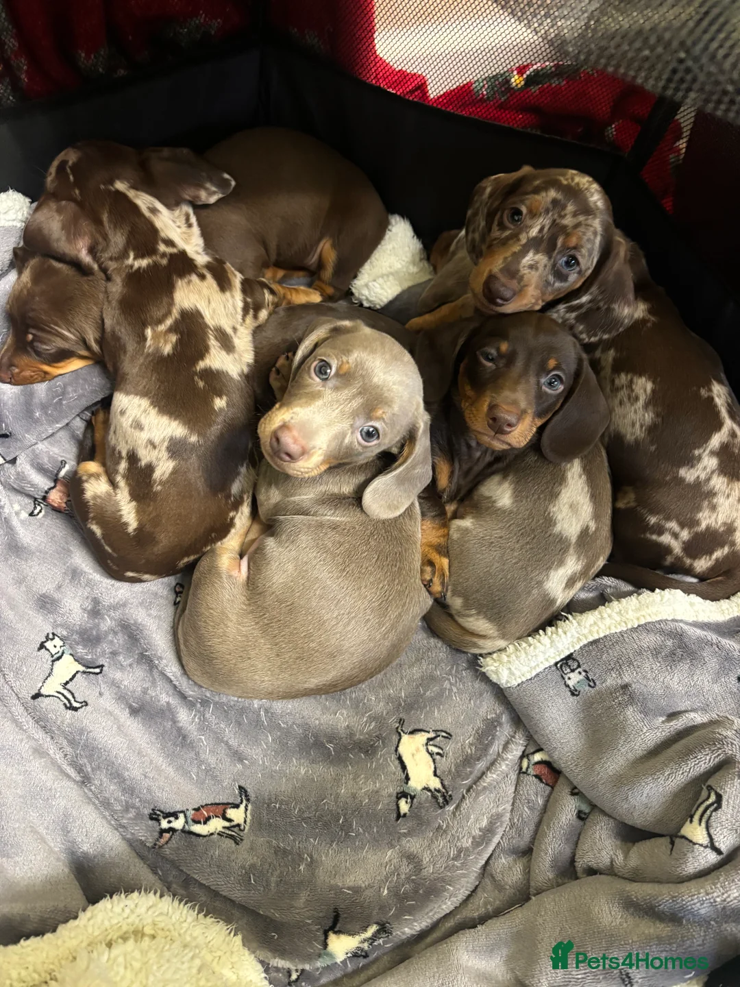 Miniature Dachshund dogs for sale: Stunning miniature dachshund puppies  - Advert 1