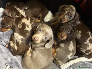 Miniature Dachshund dogs Stunning miniature dachshund puppies - Advert 1