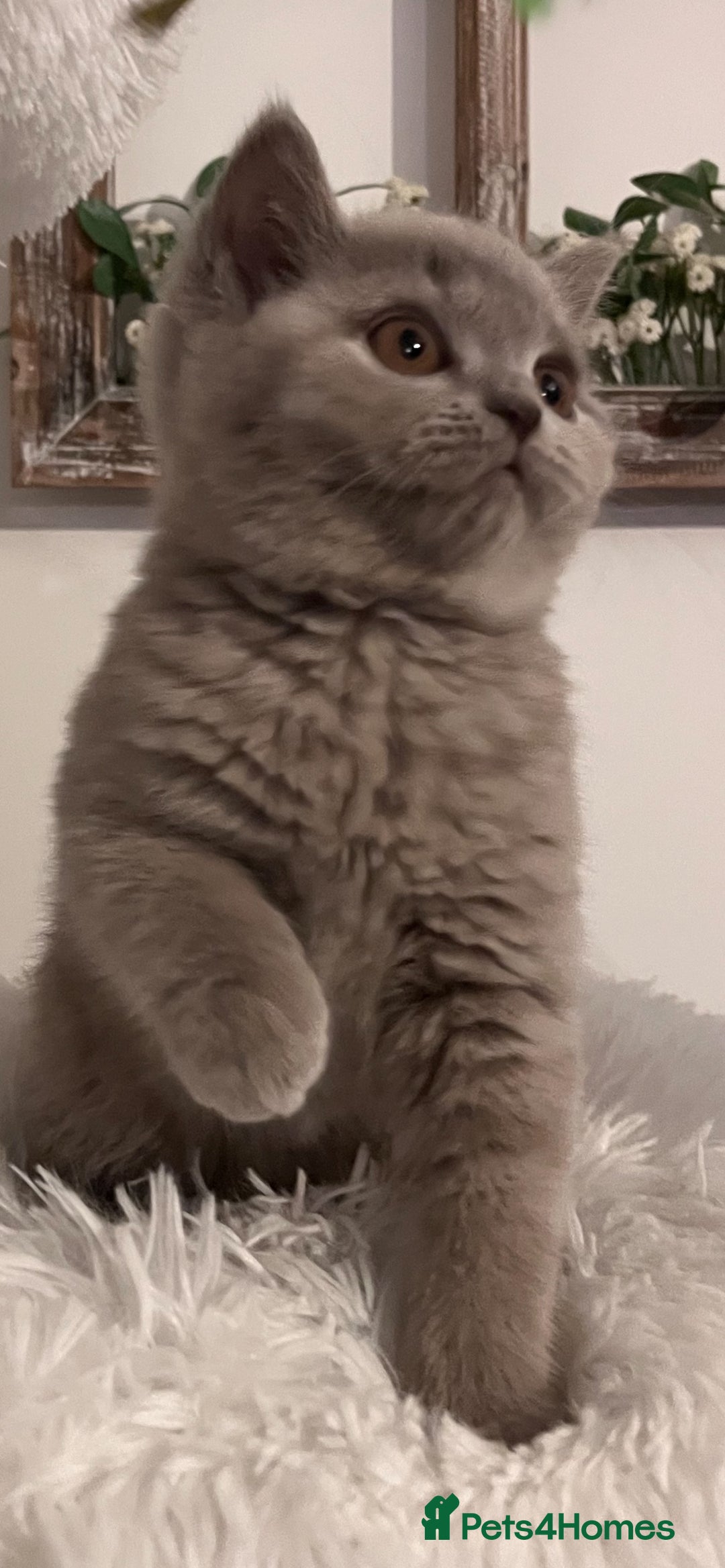 British Shorthair cats for sale: British shorthair kittens  - Advert 5